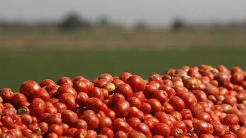 लाल टमाटरों ने किसानों के चेहरे कर दिए पीले, खेतों में ही नष्ट करने की नौबत…-Red tomatoes turned the faces of farmers yellow, they had to be destroyed in the fields themselves…
