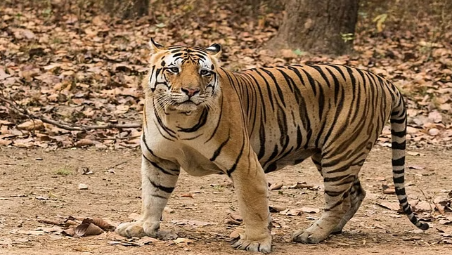 बाघ के हमले में गई एक और किसान की जान, इस साल अब तक यह पांचवीं मौत