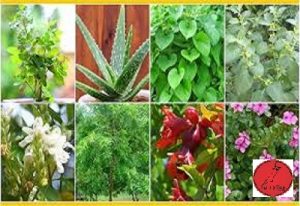 प्रकृति की देन, पौधों में मौजूद है औषधीय गुण
