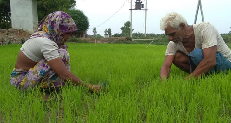 'सब्सिडी के बावजूद कृषि नीतियों में बदलाव की जरूरत', मुख्य आर्थिक सलाहकार की अहम टिप्पणी