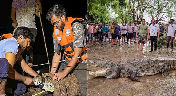 भारी बारिश और बाढ़ के बाद मगरमच्छ के खतरे से जूझ रहे वडोदरा के लोग; नदी के उफान पर होने से बाहर आए