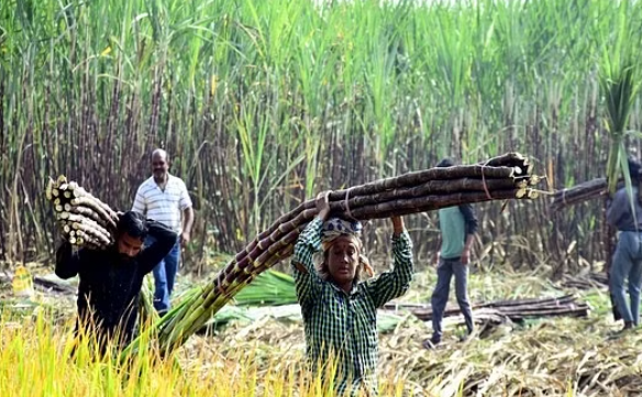 किसानों की मासिक घरेलू आय 57.6% बढ़ी, पर पांच साल में एक तिहाई घट गई खेती की जमीन