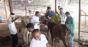 गोपाष्टमी पर गौशालाओं में गौ माता को का किया गया पूजन, फल एवं मिष्ठान खिलाये गए, पशु-चिकित्सक रहे मौजूद 