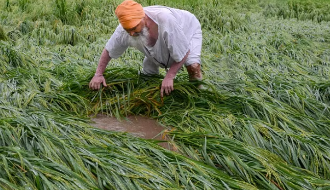 'गेहूं और चावल की पैदावार में आ सकती है गिरावट', जलवायु परिवर्तन को लेकर मौसम विभाग की चेतावनी